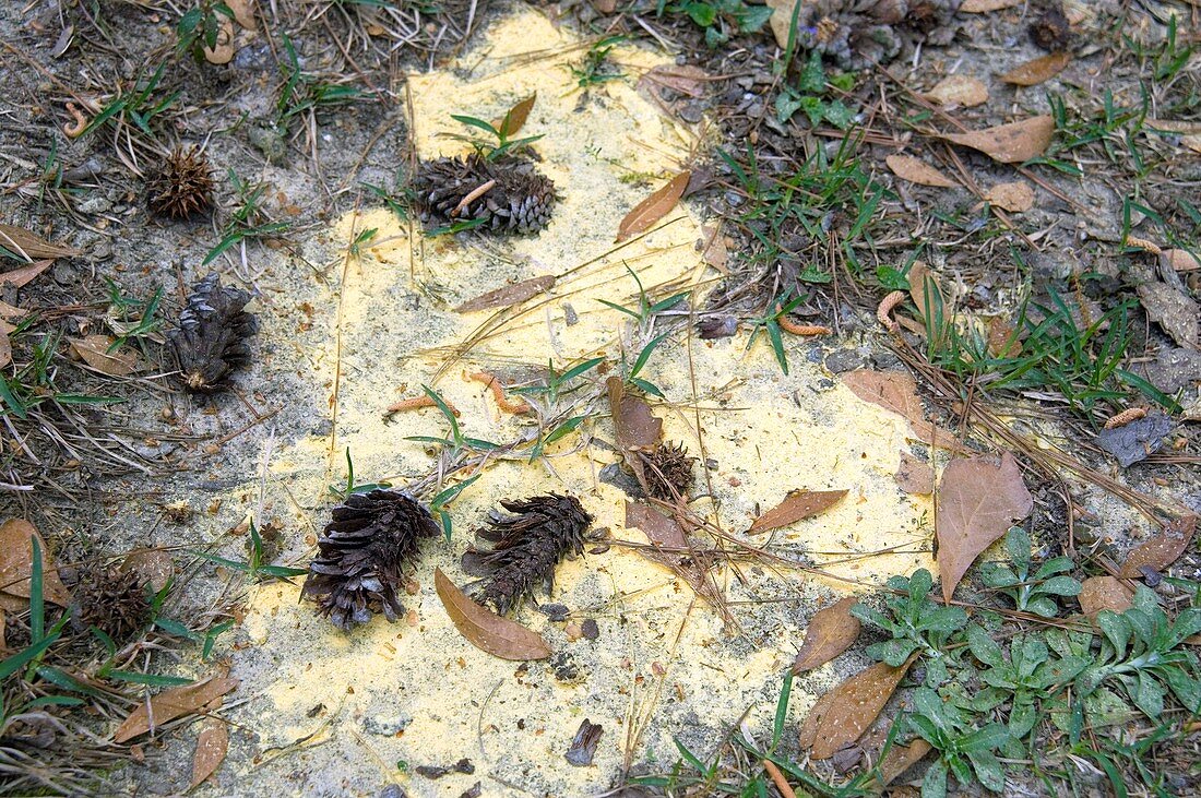 Pile of yellow pollen dust on the ground