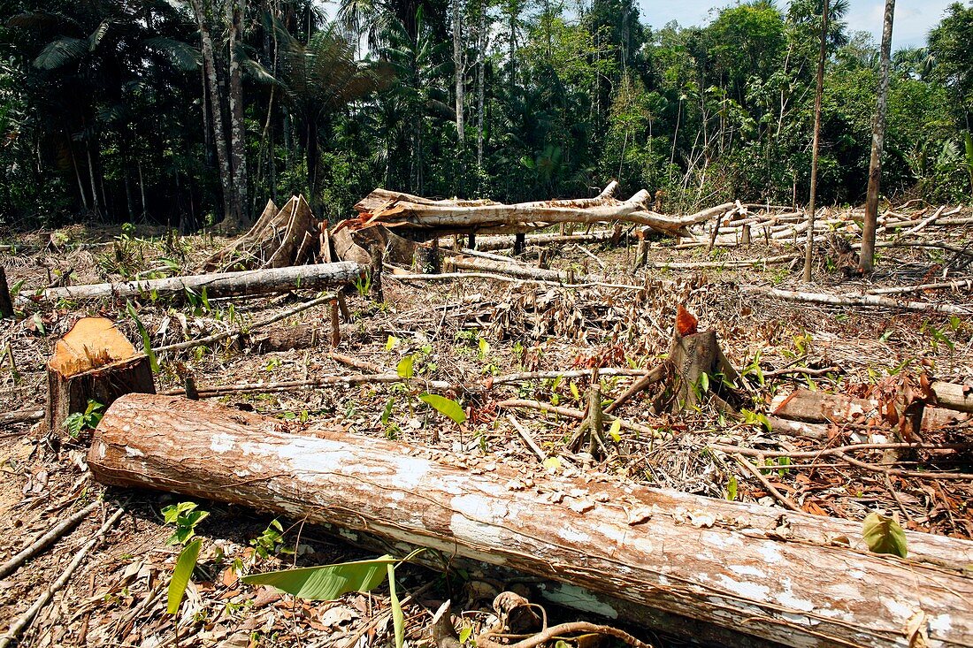 Cleared rainforest,Peru