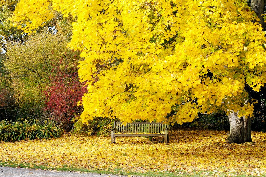 'Autumn,Acer Platanoides (Norway Maple)'