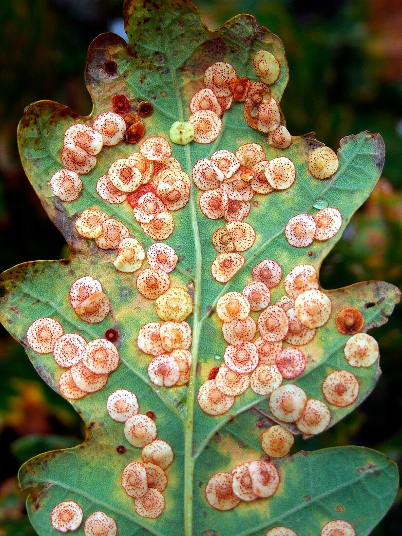 Spangle Galls (Quercus robur)