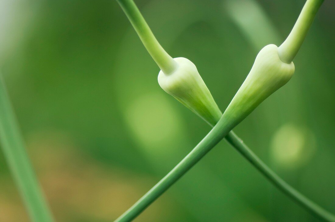 Garlic (Allium sativum) flower buds