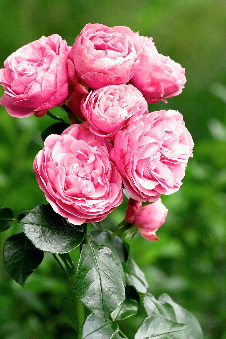 Rose (Rosa 'Leonardo Da Vinci')
