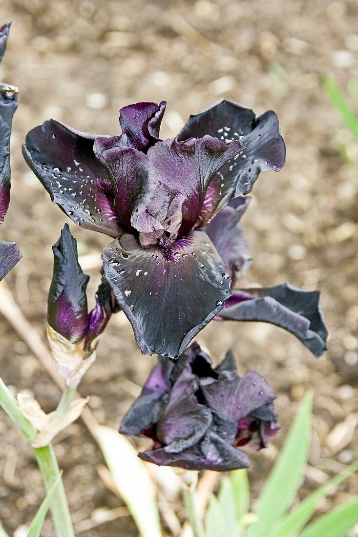 Sword Lily (Iris germanica)