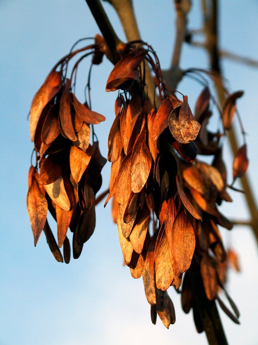 Rowan Seeds (Sorbus aucuparia)