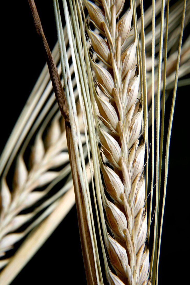 Wheat ears (Triticum sp.)