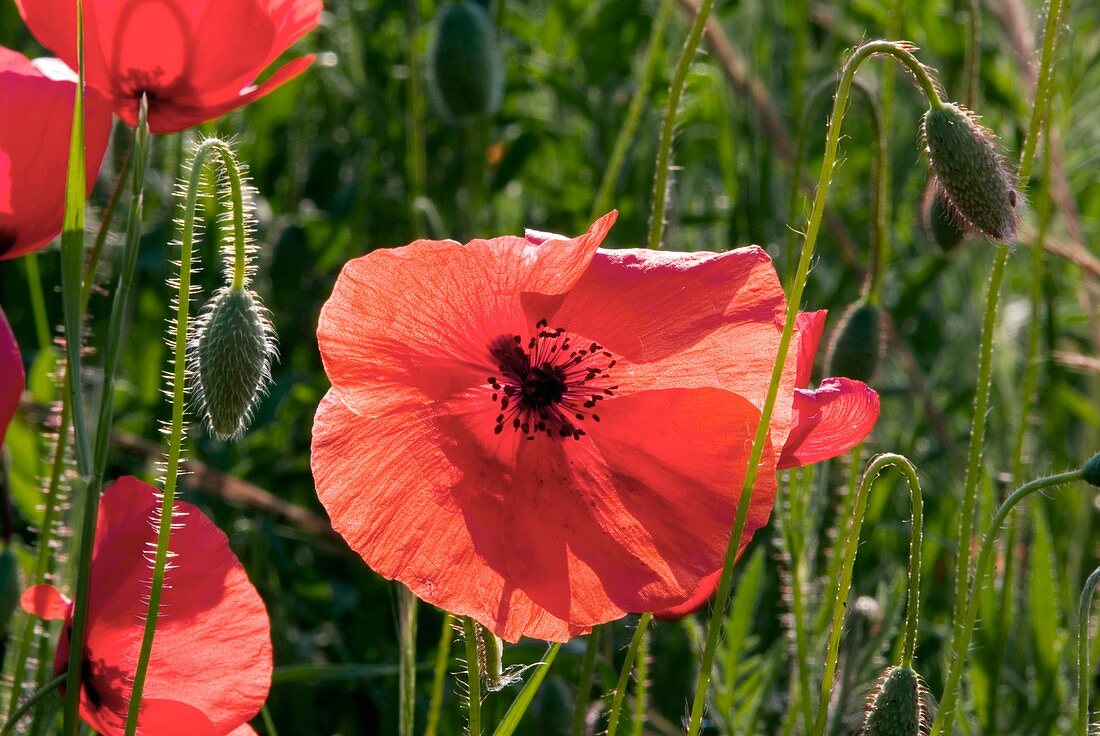 Poppies (Papaver rhoes) and grass