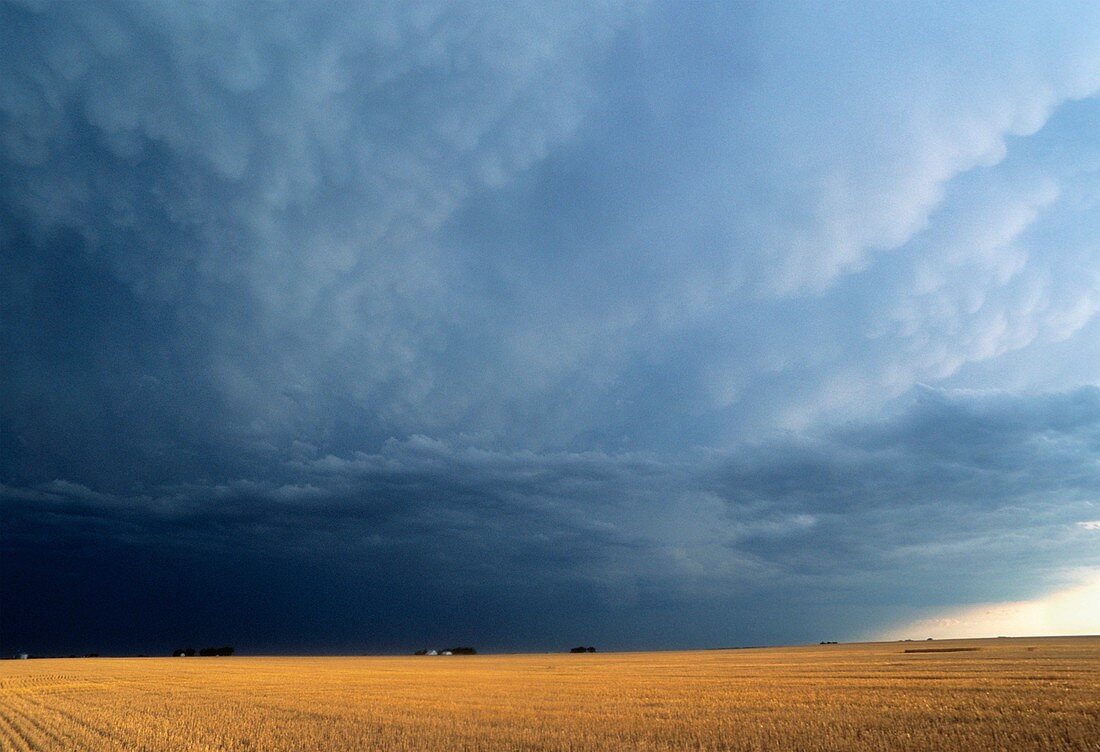 Stormy sky over wheat field