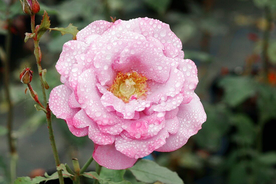 Hybrid Rose 'Barbara Streidsand'