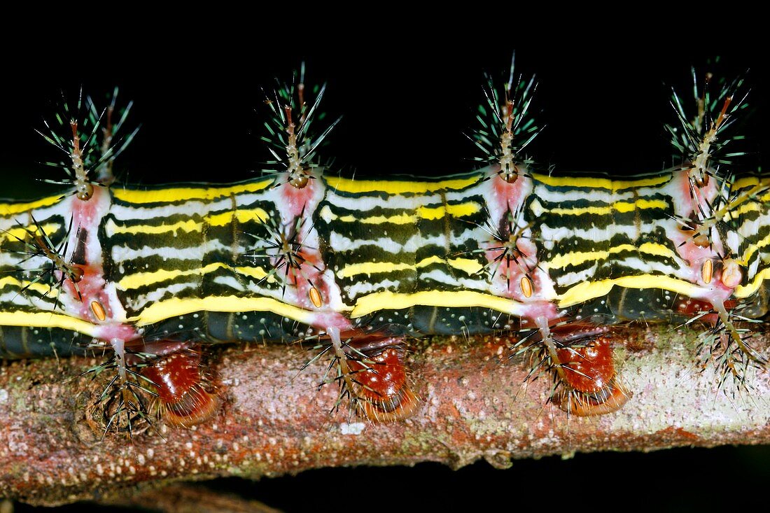 Venomous spines on a caterpillar