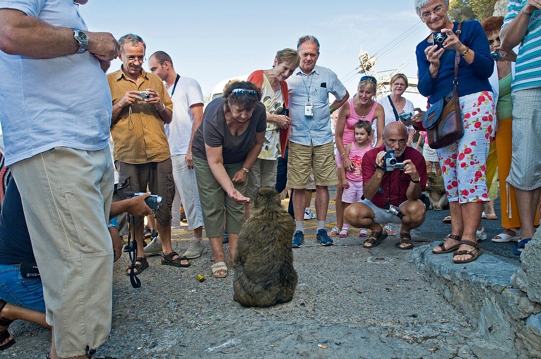 Tourists feeding barbary macaque