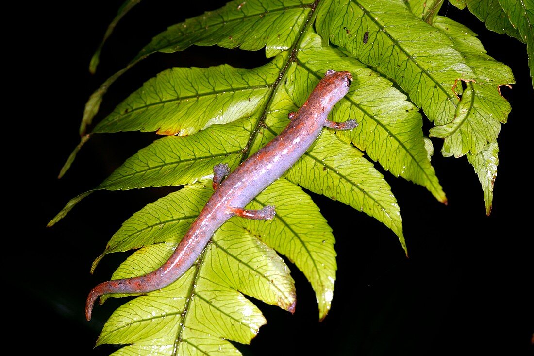 Peruvian climbing salamander