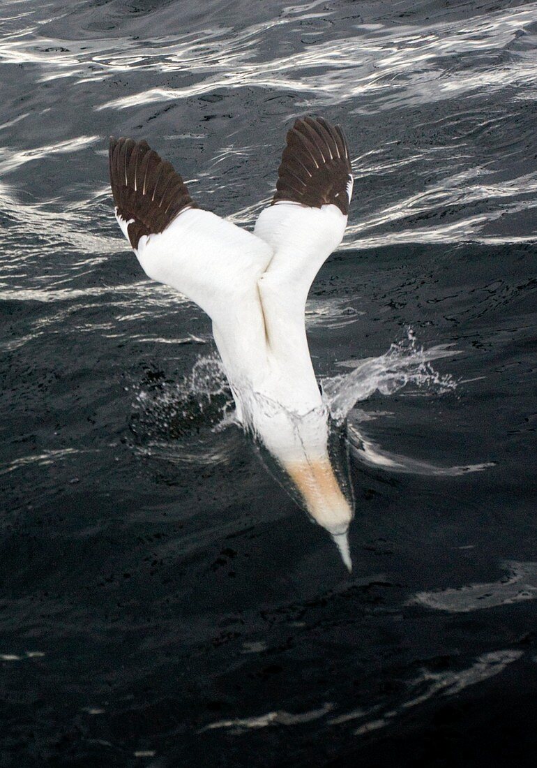 Gannet diving into water