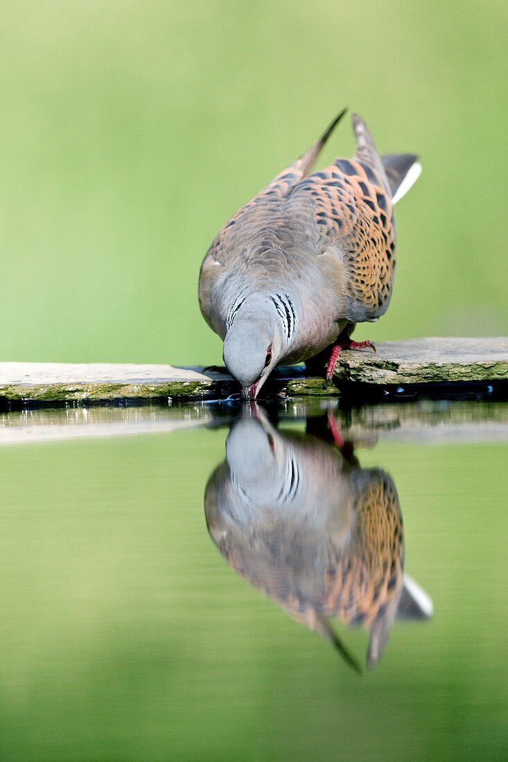 Turtle dove drinking water