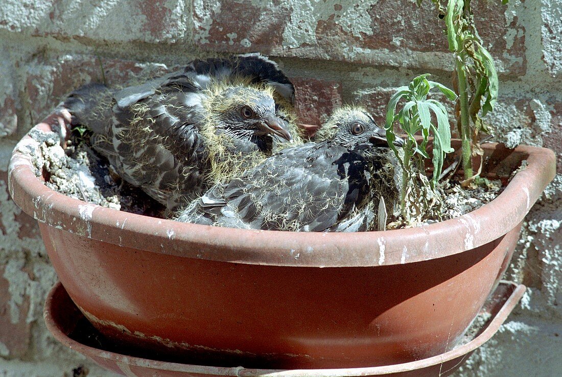 Young pigeons in a plant pot