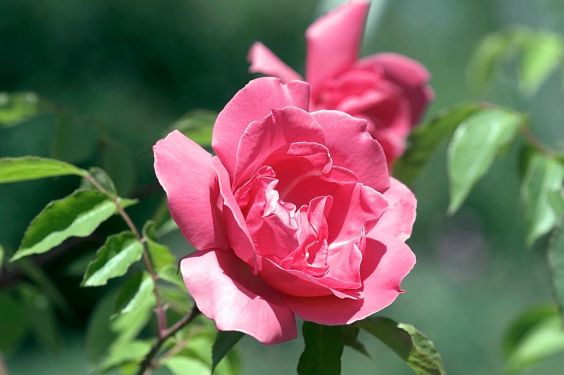 Rose (Victor Velidin). Tea Rose