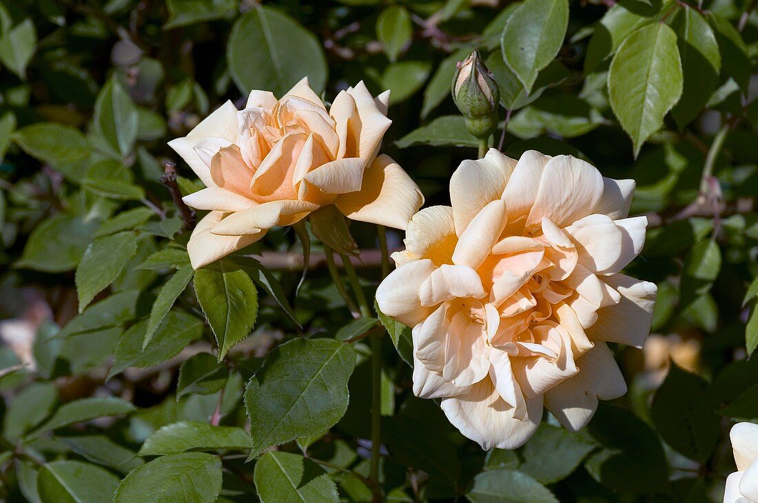 Rose (Word Welcome). Floribunda Rose