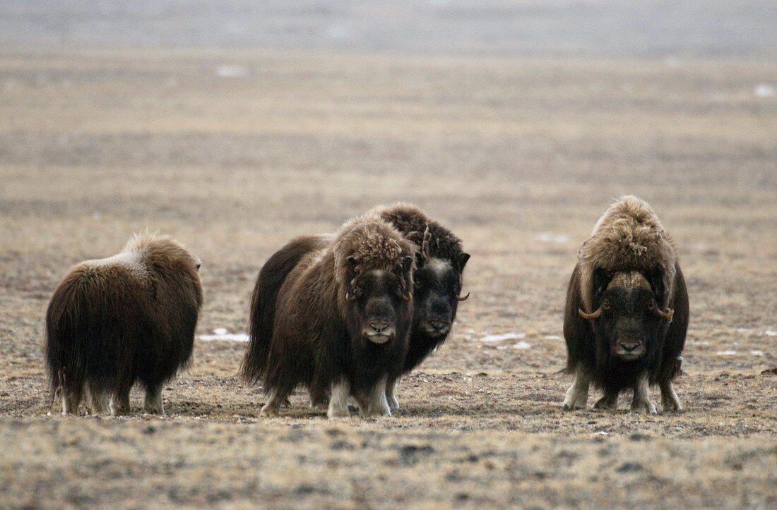 Muskox herd,Nunavut,Canada