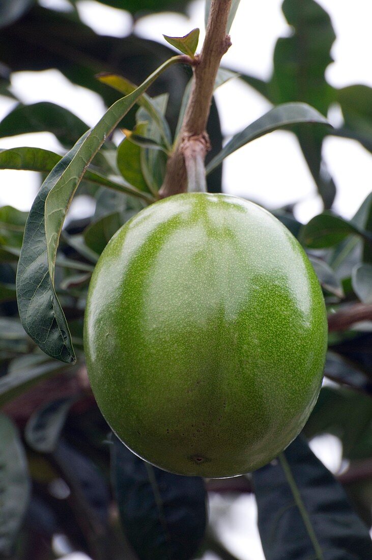Calabash tree fruit (Crescentia cujete)