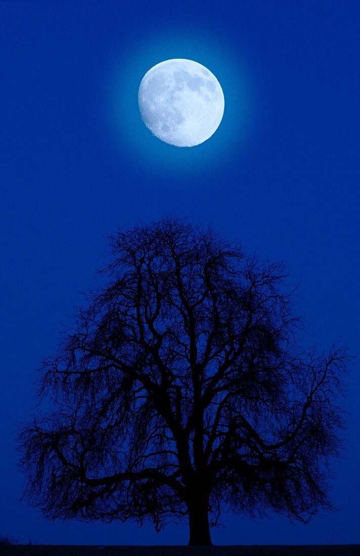 Moon above a bare tree