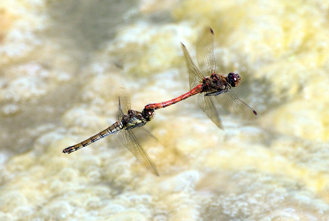 Dragonfliesflying in tandem