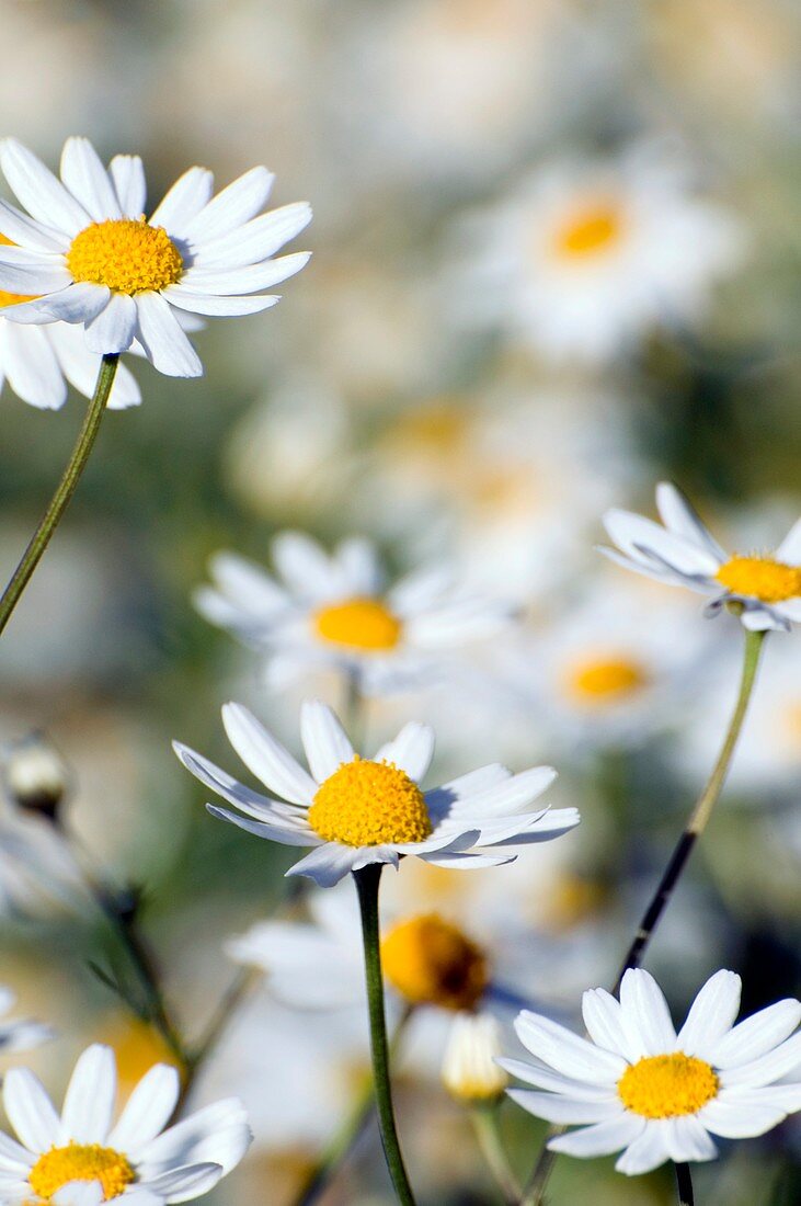 Scentless mayweed (Matricaria Maritima)