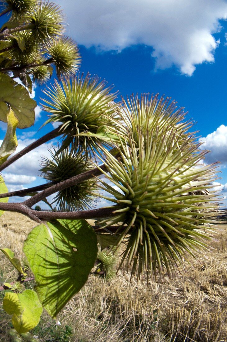 Greater burdock burrs (Arctium lappa)