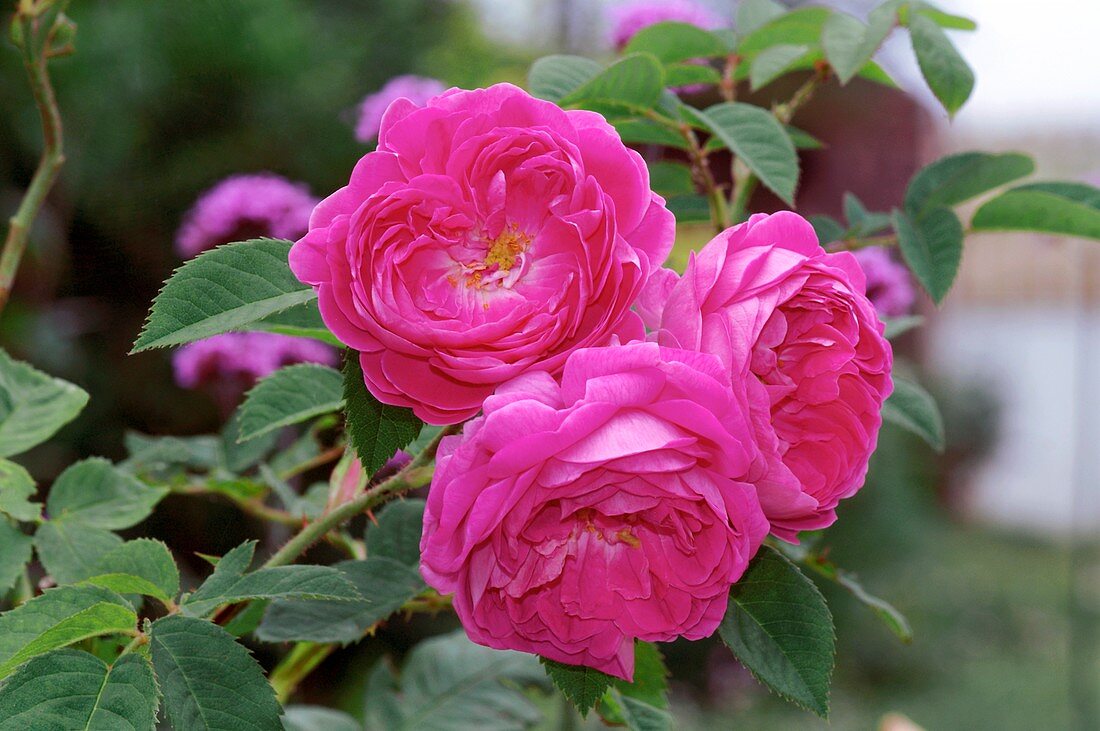 Gallica Rose 'Dumortior'