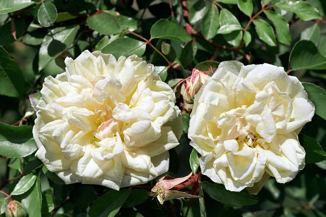 Tea Rose (Miss Alice de Rothschild)