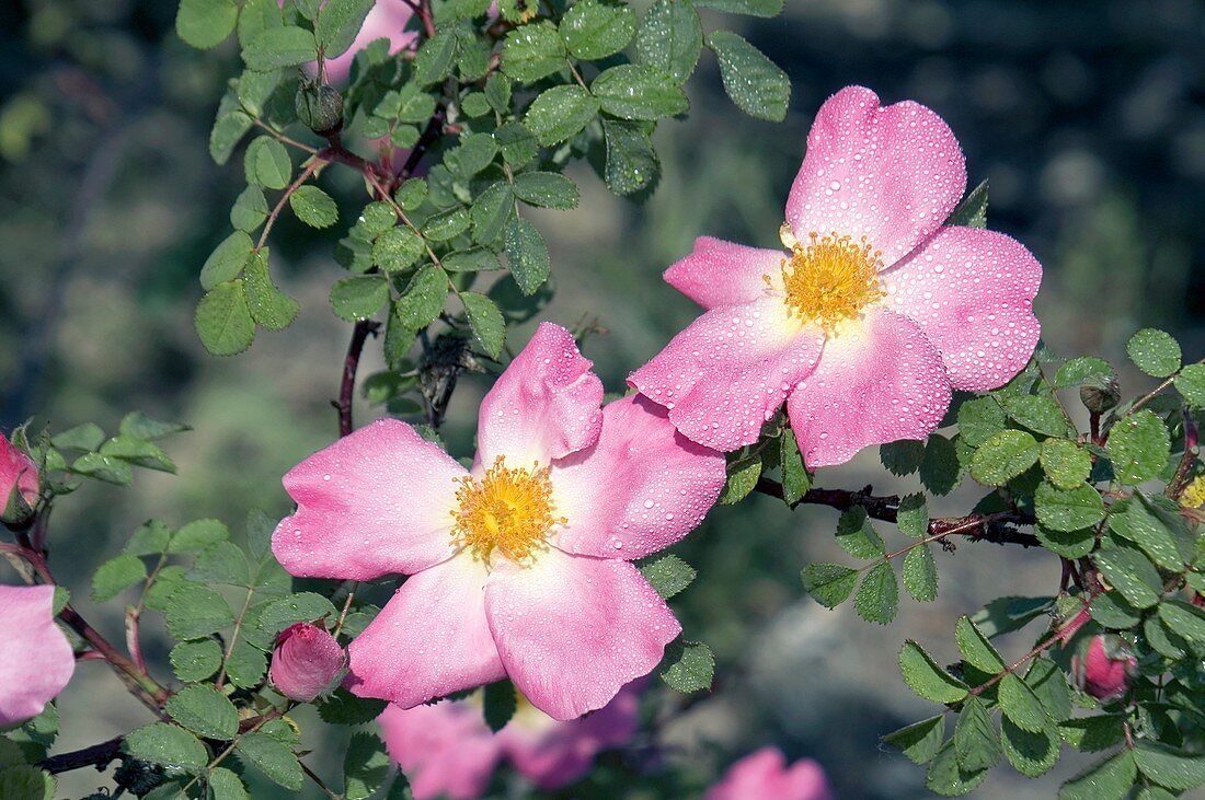 Moyesii Rose (Nevada)
