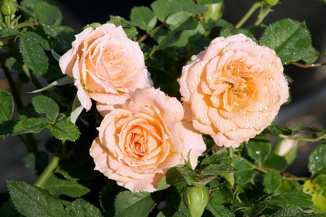 Miniature Rose (Peche Meillandina)