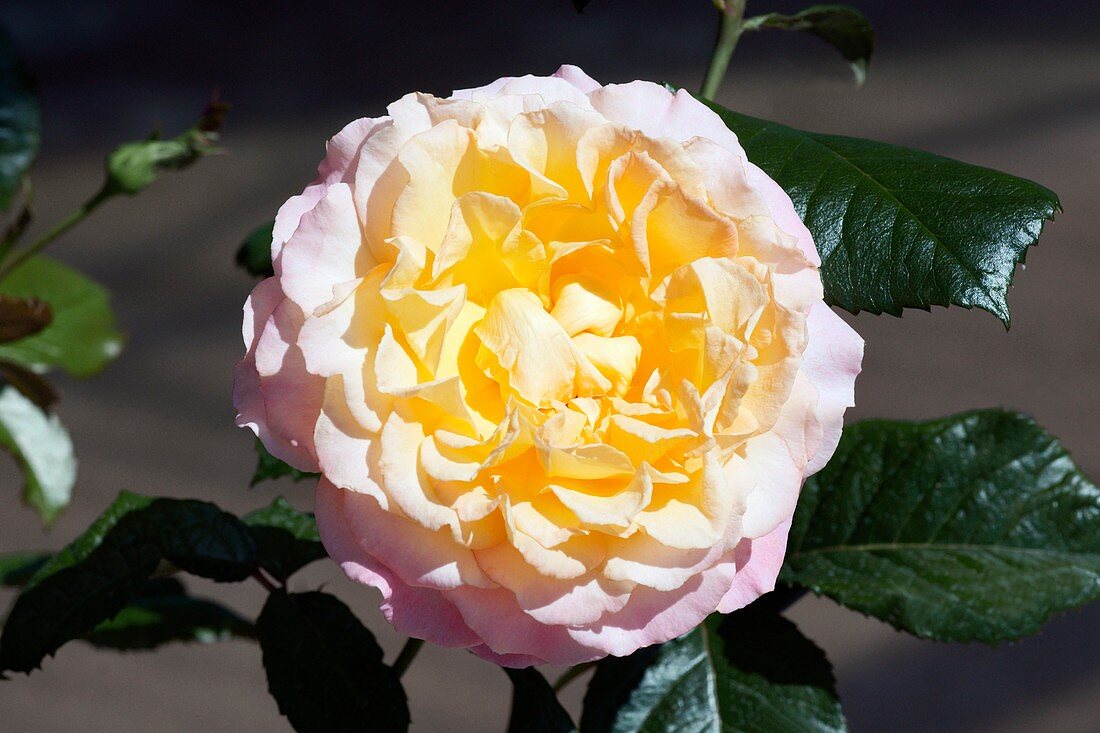 Rose (Pierre Tcherina) Hybrid Tea Rose