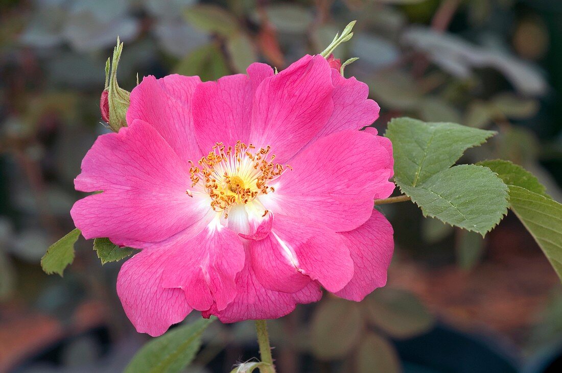 Rose (Rosa Gallica Officinalis)