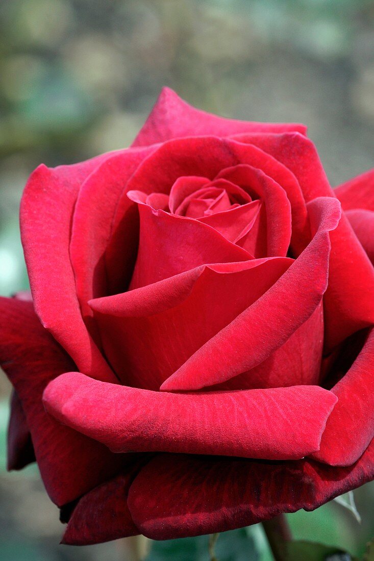 Rose (Rouge Adam)