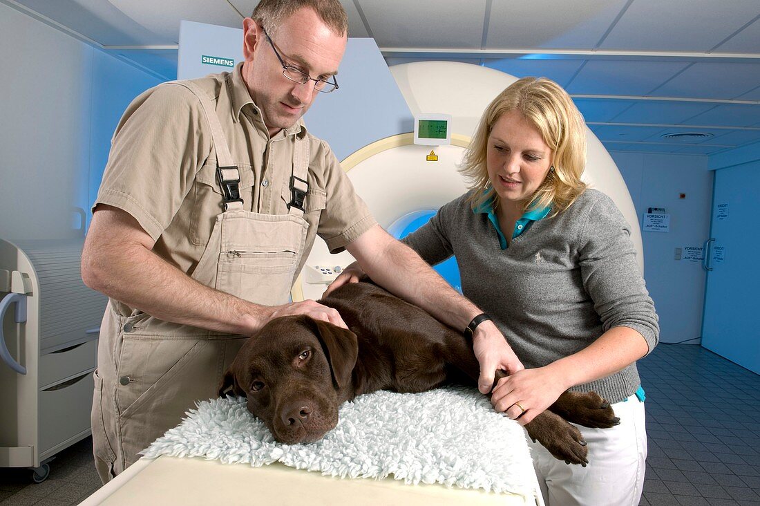 Dog on an MRI scanner