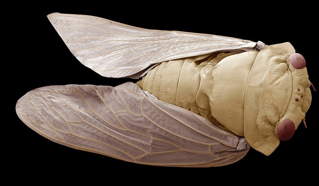 Cicada,SEM