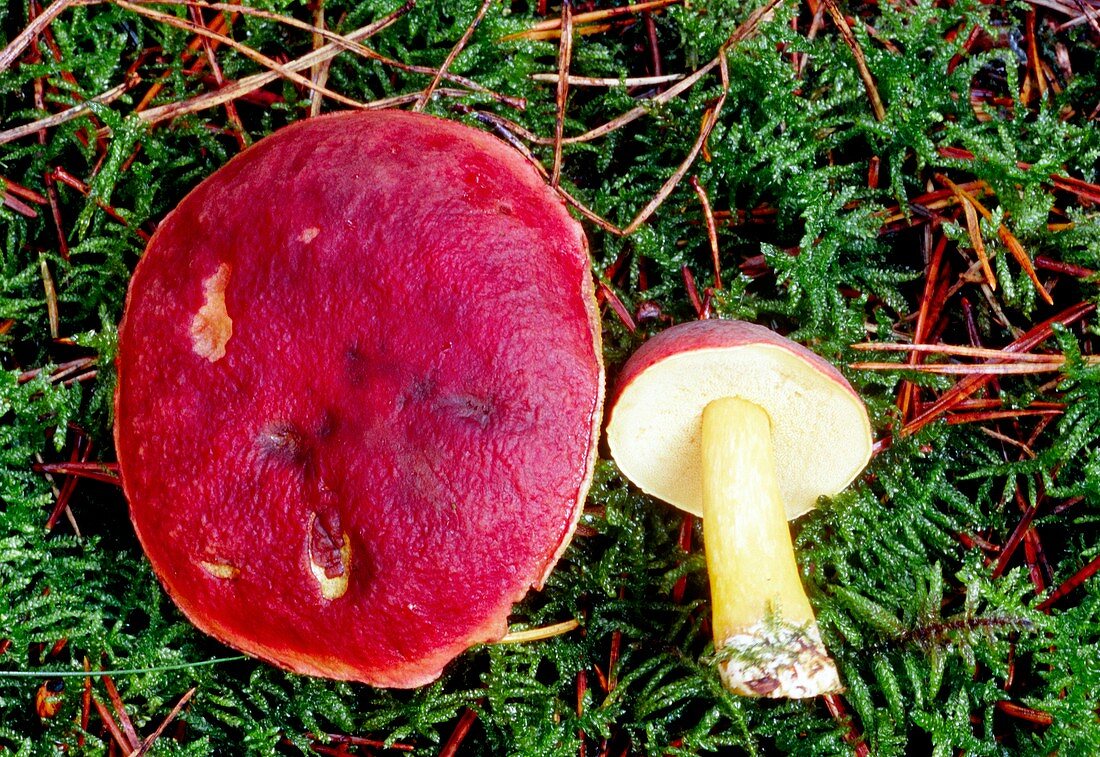 Royal bolete mushrooms