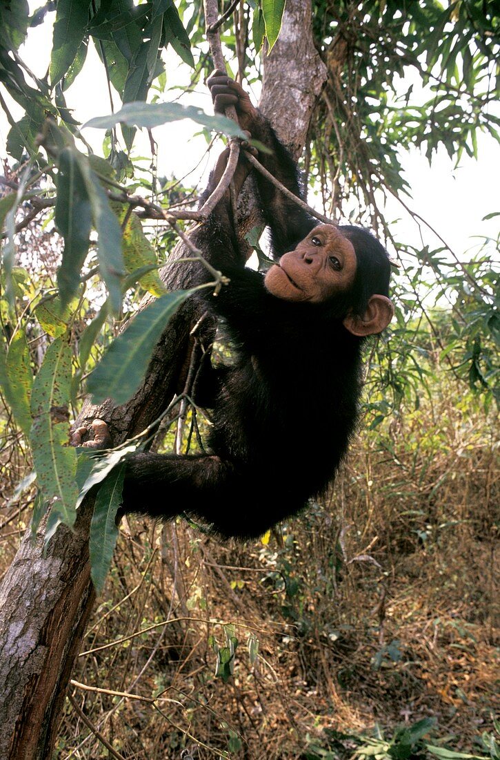 Chimpanzee reintroduction,Congo