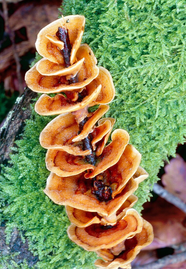 Hairy stereum bracket fungus
