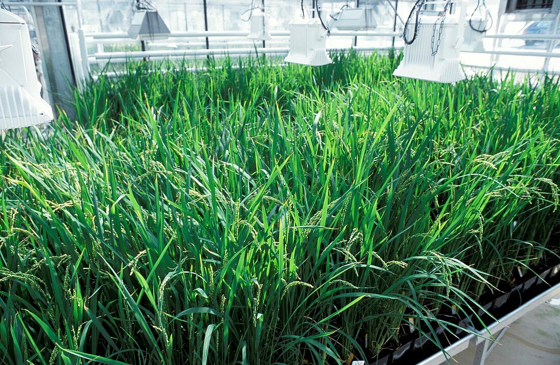 Transgenic rice research