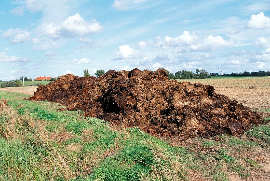 Pile of manure