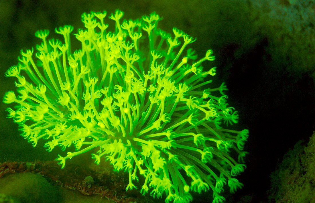 Sarcophyton coral fluorescing