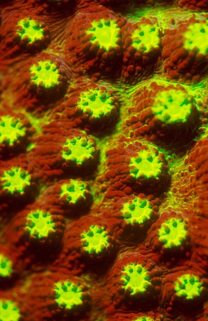 Plesiastrea coral fluorescing