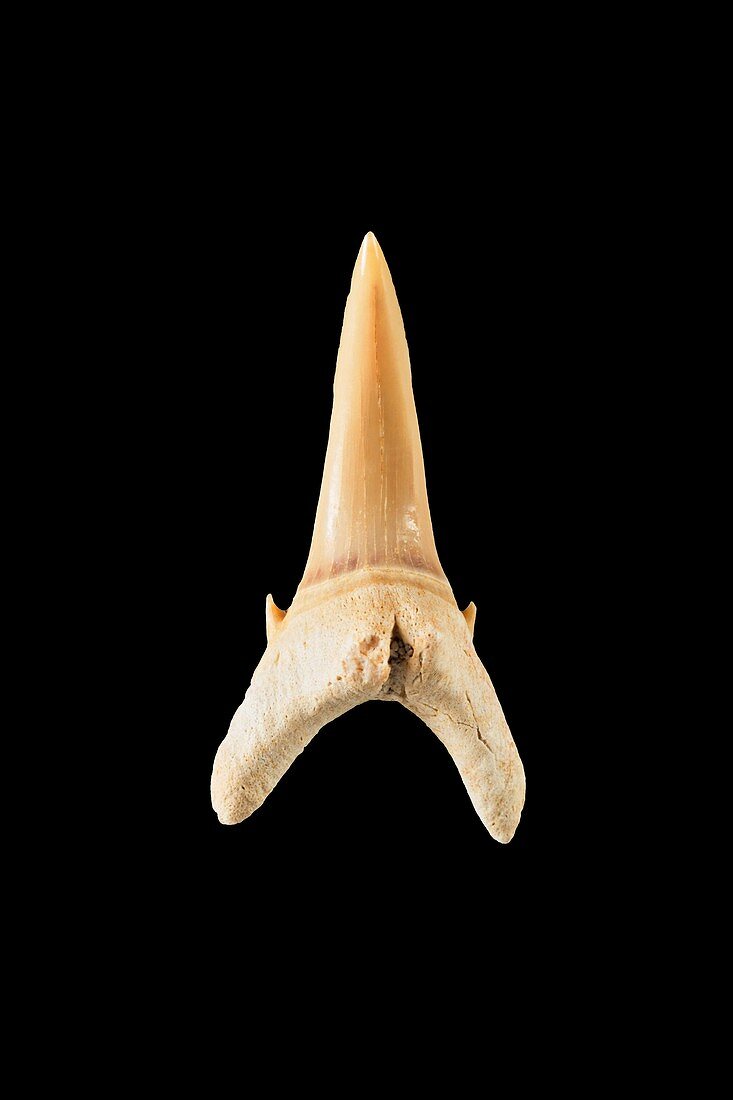 Fossil shark tooth (Carcharias africana)