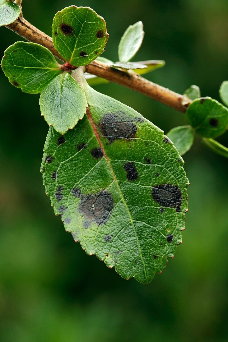 Leaf spot on Escallonia sp