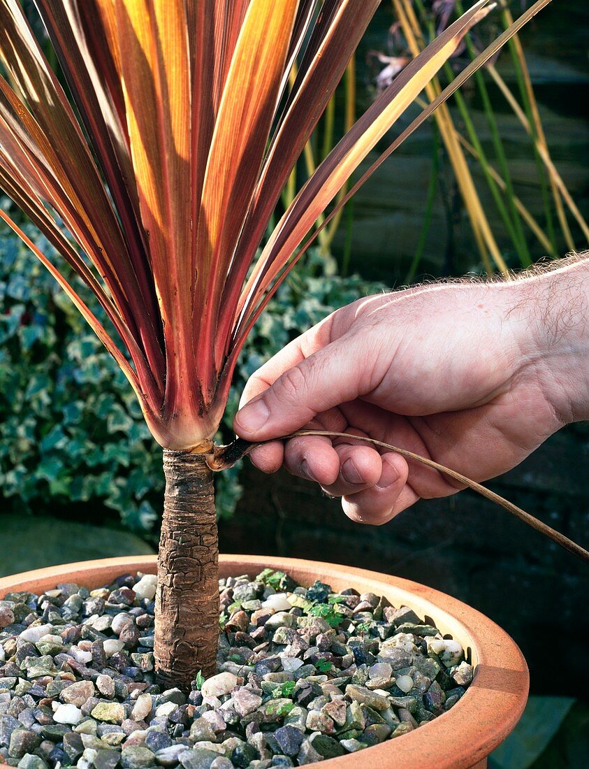 Removing dead leaves from Cordyline sp
