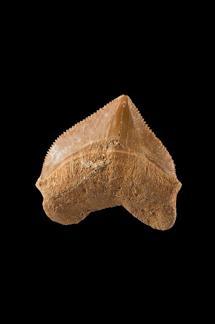 Fossil shark tooth (Squalicorax kaupi)