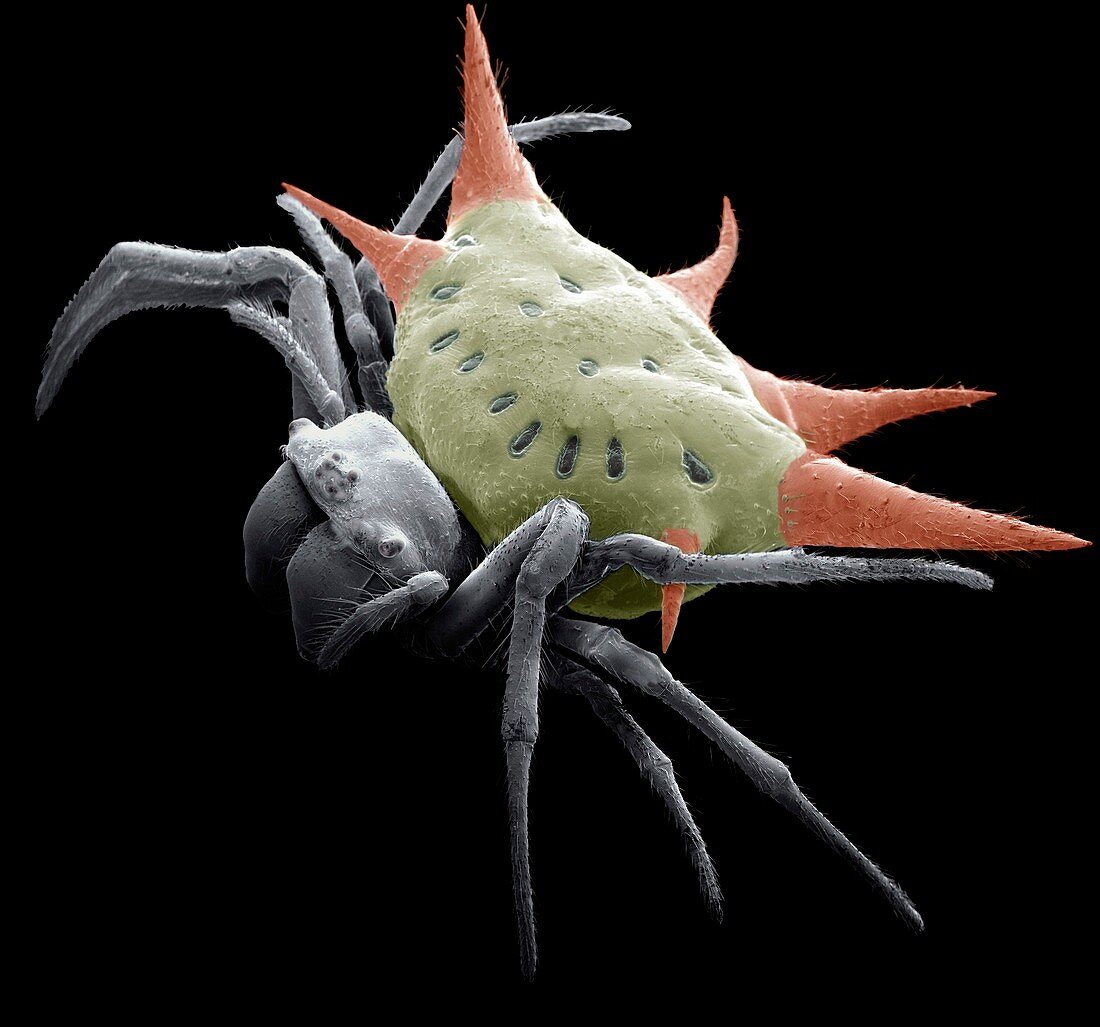 Spiny spider,SEM