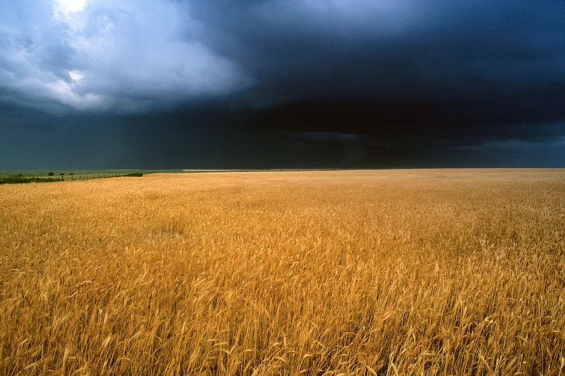 Stormy sky over wheat fields