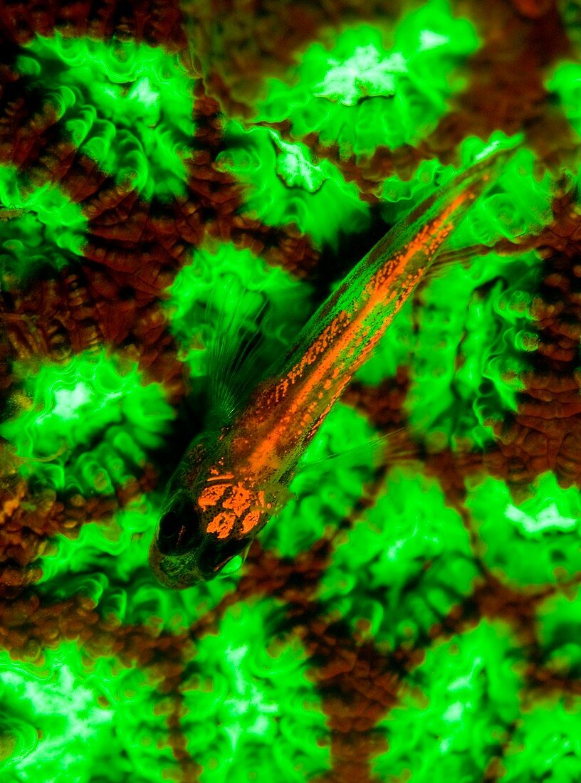 Goby fish and coral fluorescing