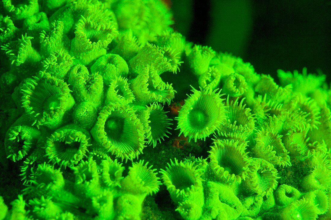 Protopalythoa coral fluorescing